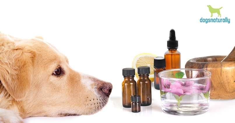 Are Essential Oils Safe for dogs? - Dogs Naturally