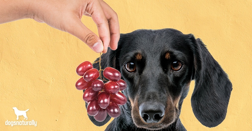 We Know Grapes Are Bad For Dogs … But Why? | Dogs Naturally