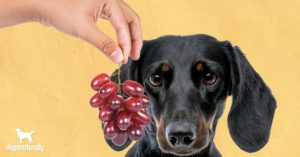are grapes bad for dogs