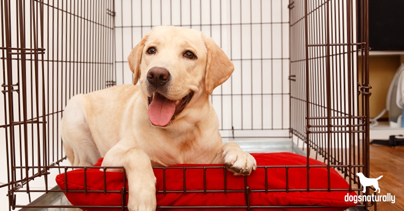 crate training a puppy