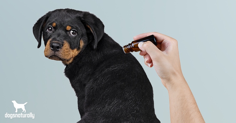 essential oils For dogs