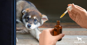 essential oils for dog anxiety