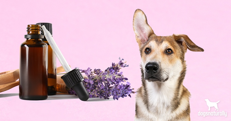 is lavender safe for dogs