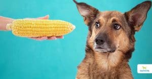 corn cobs for dogs