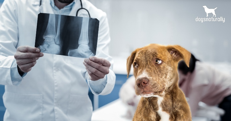 how long does a dog with osteosarcoma live