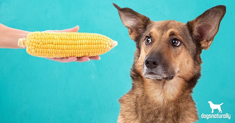 A Corn Cob Could Send Your Dog To The Vet Dogs Naturally Magazine,Tomato Blight On Stems