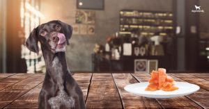 can dogs eat salmon?