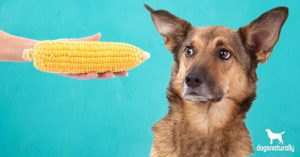 corn cobs for dogs