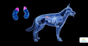 Cushings Disease In Dogs