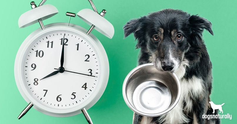 fasting your dog