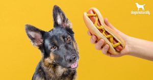 Is it okay for dogs to eat hot dogs?