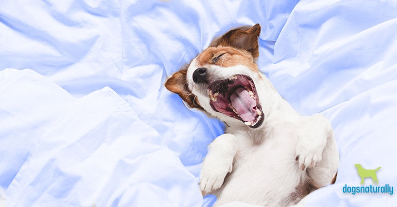 melatonin use in dogs
