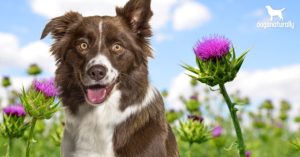 milk thistle in dogs