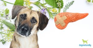 natural remedies for pancreatitis in dogs