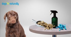 Chronic Inflammation In Dogs