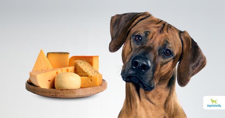 can you give dogs cheese
