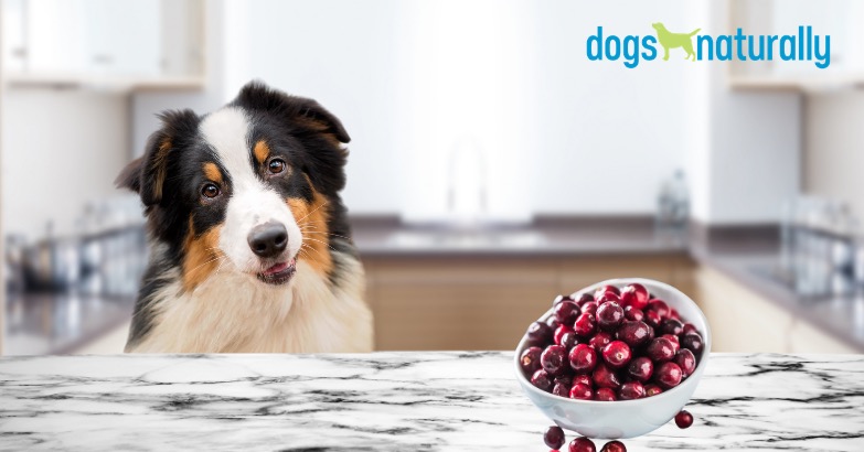 dogs eat cranberries