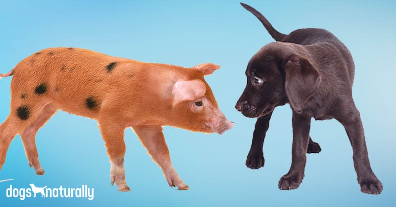 Pork For Dogs: When It's Good And When It's Bad