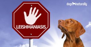 leishmaniasis in dogs