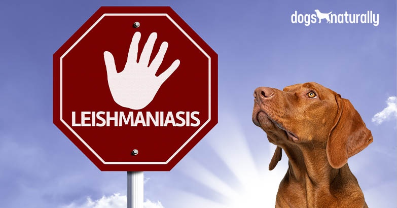 Leishmaniasis: A Growing Risk For Dogs - Dogs Naturally