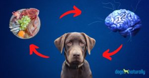 brain diet for dogs