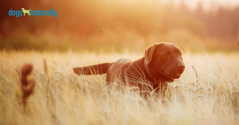 holistic cancer treatment for dogs