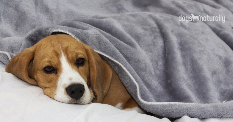 Weighted Blankets Can Help Calm Your Anxious Dog - Dogs Naturally