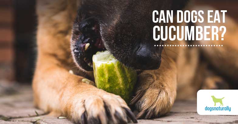 can dogs eat cucumber uk