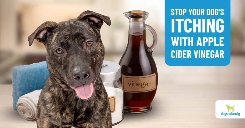 Is apple cider vinegar good for my dog
