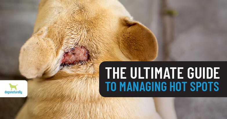 Hot Spots On Dogs: The Ultimate Guide - Dogs Naturally