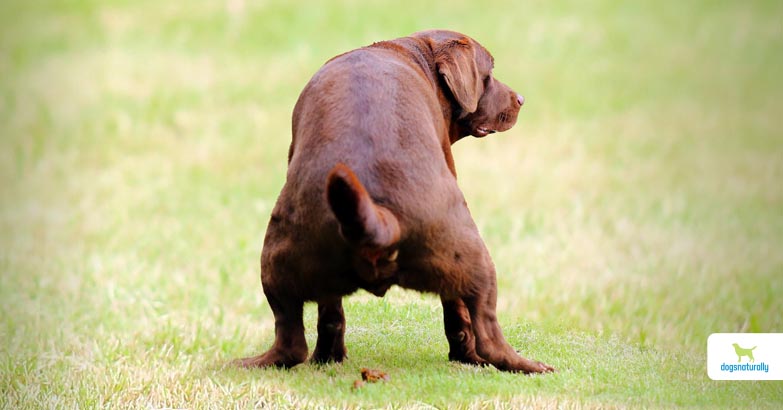How To Stop Dog Diarrhea Fast Dogs, How To Stop Stool Naturally