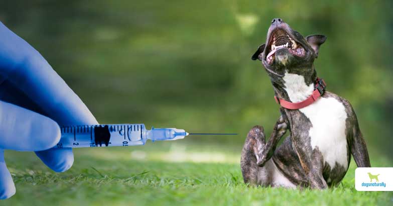 Cytopoint for dogs