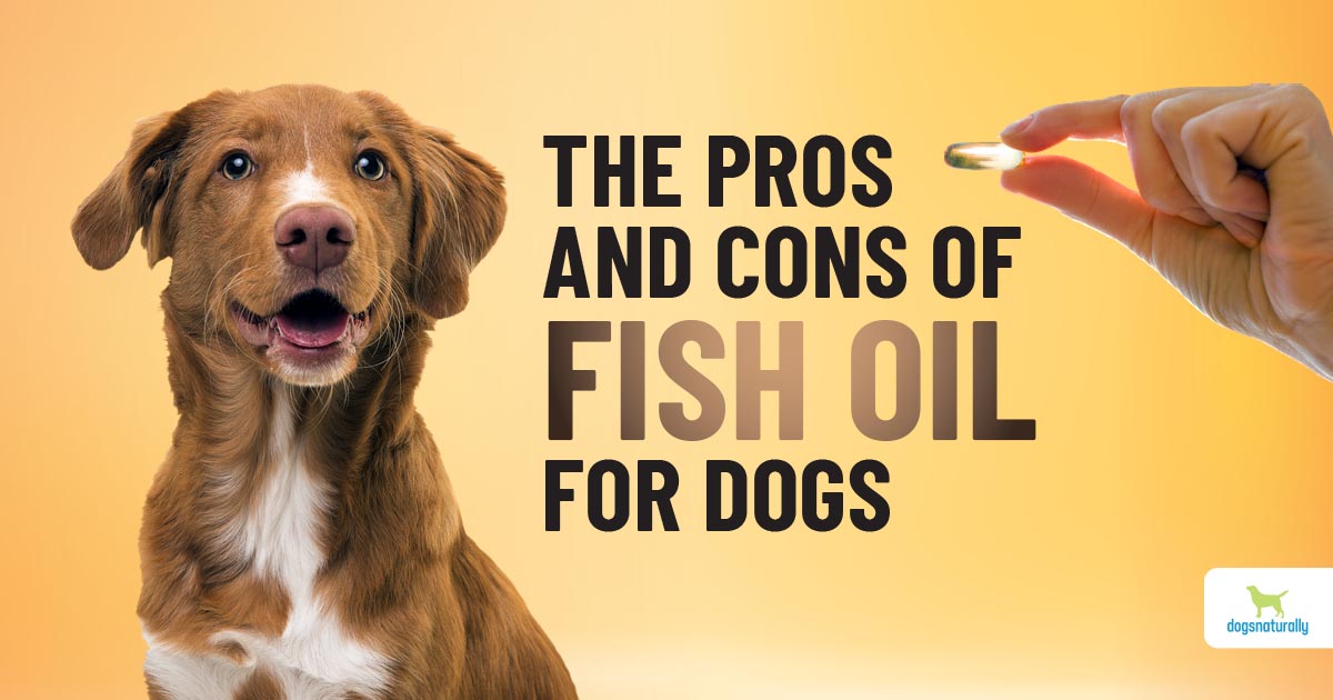 can fish oil kill dogs