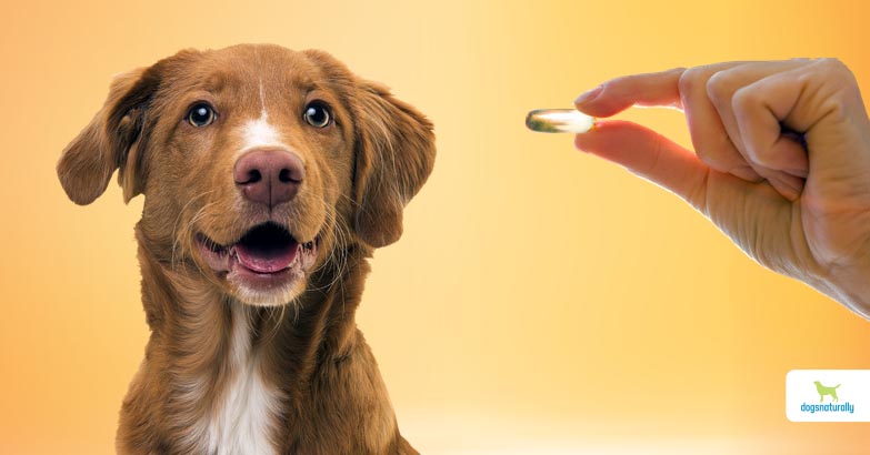 Fish Oil For Dogs