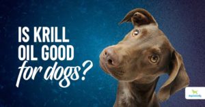 Krill oil for dogs