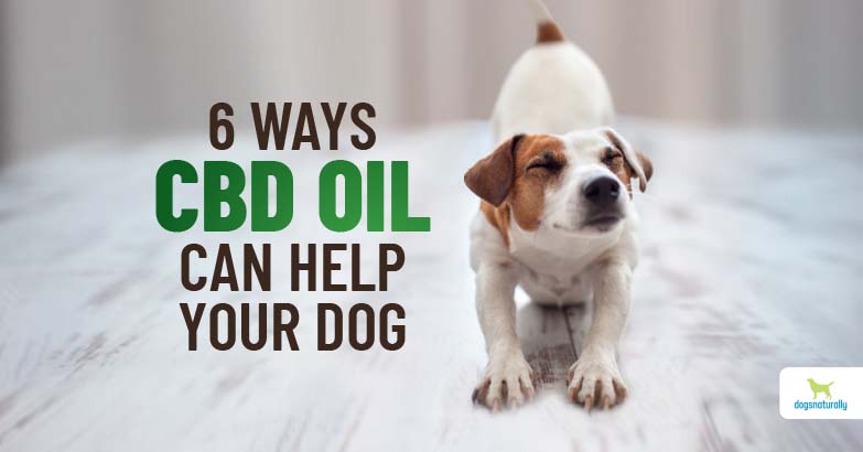 Benefits of cbd oil for dogs