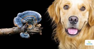 Turkey Tail Mushroom For Dog Cancer