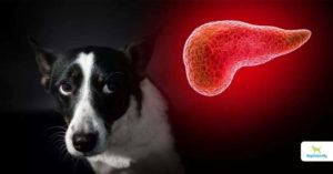 Pancreatitis In Dogs