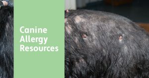 Canine Allergy Resources