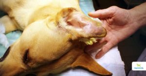 dog ear hematoma