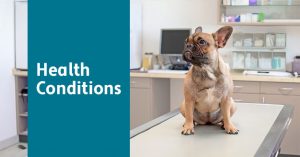Your dog's health conditions