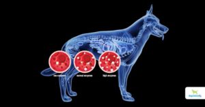 Pancreas For Dogs