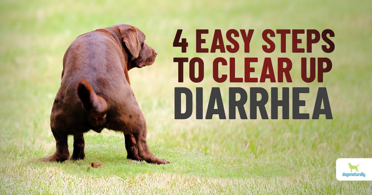 How To Stop Dog Diarrhea Fast - Dogs Naturally