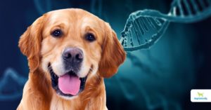 epigenetics in dogs