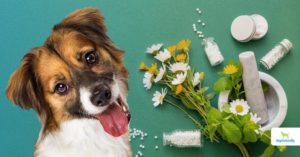 Homeopathy For Dogs