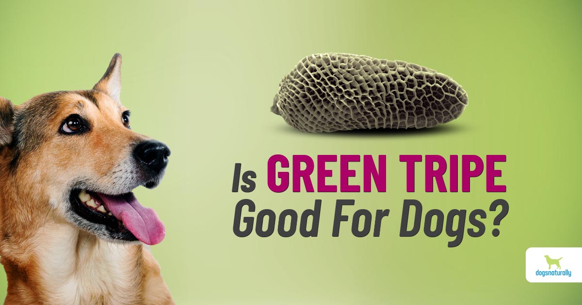 Green Tripe for Dogs