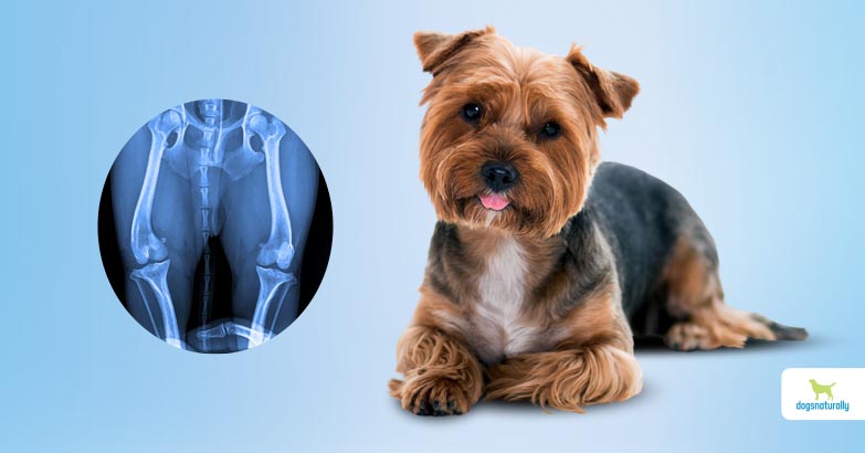 luxating patella in dogs