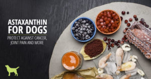 Astaxanthin For Dogs