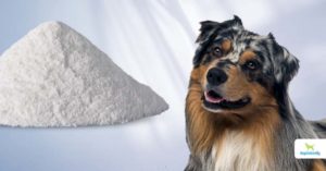 calcium in dogs