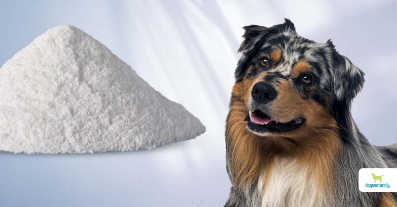 how much calcium does a dog require